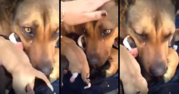 This rescued momma dog was terrified when her puppies were separated from her. But they quickly returned her babies to her, and you have to see the overwhelming emotion she feels! I'm crying as hard as she is! Who says animals don't have real emotions?