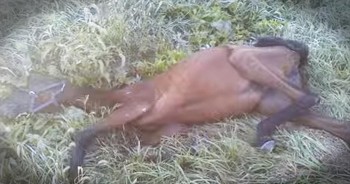 Mother And Daughter Make A Heartbreaking Discovery On The Side Of The Road