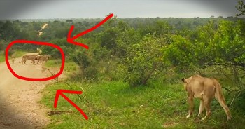 This lioness was separated from her pride for 3 days. On the third day, she called for over 40 minutes until her family arrived. And just wait until you see this beautiful reunion! God’s creatures never cease to amaze me.