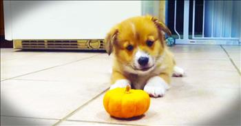 Tiny Corgi And A Tiny Pumpkin Will Make Your Day