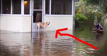 Lucky was left stranded when the floods in South Carolina hit. Thankfully, Alex Scroggins and his friends spotted Lucky and trekked through the rising waters to save this furbaby. God bless this kind stranger!