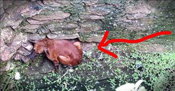 A poor street dog fell into an open well in India. She was scared and clinging to a pile of rocks. Thankfully, rescuers from Animal Aid Unlimited were called and rescued the frightened pup. God bless these kind men and women!