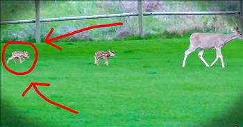 When a mama deer had to abandon her injured fawn, this kind stranger stepped in. He nursed the baby back to health and waited for the hurt leg to heal. Soon, he was able to release the fawn back into the wild and even spotted the baby with his mother and twin a few days later. What a happy ending to this uplifting story!