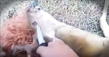 He was walking through the woods when he came across a deer trapped in a ball of baling twine. My heart broke seeing this poor creature struggle helplessly. But this brave man stepped in and did one of the riskiest rescues I've ever seen. And how the deer lay there letting him help, truly incredible. God bless you kind sir for saving this beautiful creature!