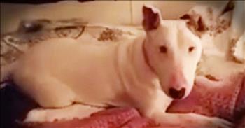 Millie is 7 years old and was recently rescued. And Millie's tough life meant that this was going to be her very first time on a bed. And watching her precious reaction will set your heart all a flutter!