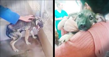 When rescuers came across this poor dog she had been so terribly abused that she was horrified and even the thought of human touch. As soon as this heartbroken rescuer enters her cage she started screaming from fear. But slowly as this rescuer made her realize that touch can be a good thing this dog's fear started melting away. And seeing this sweet dog realize how good love can feel had me crying buckets. Warning this one is hard to watch.