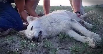 Venus was abandoned in the desert and left to die. For months kind strangers tried to save her and finally called in Hope for Paws to save this terrified dog. Her rescue had my heart pounding, but by the end she was so sweet!