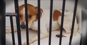 When this apartment complex maintenance worker went to turn on the trash compactor, he was in for a terrifying surprise. He discovered a scared puppy inside a pet carrier about to be crushed. Thank the Lord this man was there to save this poor baby!