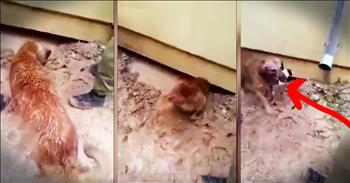 When a flash flood hit rescuers scrambled to save anyone they could, including God's four-legged creatures. But as they tried to rescue this momma dog's puppies from under this house she just couldn't wait. And watching this momma risk her life to save her puppies reminded me of God's incredible love for us! How incredible is this!?!