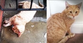 When he stepped outside to see a stray cat frozen to his porch he feared the worst, and then her paw moved. And watching this Good Samaritan bring Elsa the cat back to life had me on the edge of my seat. WHAT a transformation!