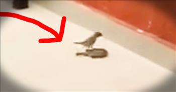 When a bird flew into the glass window, his fellow furry friend was right by his side.  And what this bird did next left me completely speechless. This is what true friendship means.