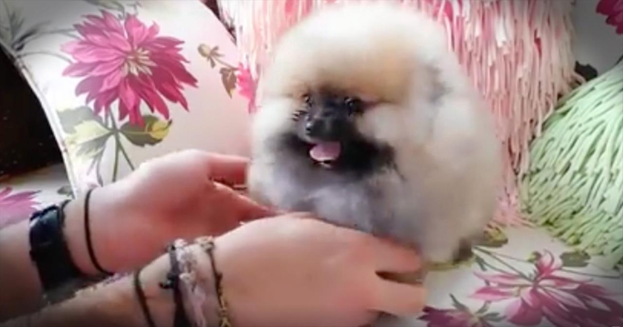 Fluffy Pomeranian Just Wants To Play Cute Videos
