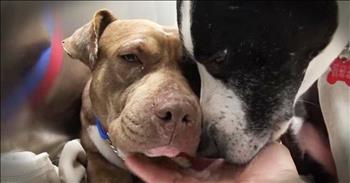 Lois and Clark are two homeless pitbulls who had run from people trying to help them for over 6 months. Finally someone called Hope for Paws to come rescue these kind scared dogs. Their rescue had me all kinds of nervous, but seeing them after a bit of love will make your day! 