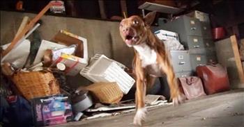 Poor Eden the pitbull was terrified and desperate for safety when neighbors called Hope for Paws to rescue this poor stray. And when they finally rescued this sweet girl in a garage she fought back frightened. But when she finally realized they were here to help Eden's transformation is beautiful! 