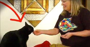 Bob is a 7-year-old rescue cat that has a set routine. So when his owners noticed him acting strange and being more vocal, they knew something was wrong. And when they followed Bob to the garage they discovered the frightening truth. Thank goodness Bob was there!