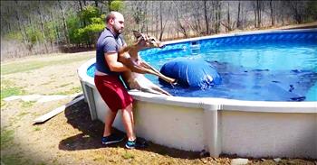 This poor dear had no idea she was about to fall into a pool. But lucky for her these amazing homeowners risked their own safety to save this poor deer. And seeing her recover warmed my heart. God bless these amazing people!