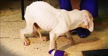 5-month-old Valentino was found in the icy cold and extremely emaciated. Rescuers were quick to come to his aid, but even they feared it might be too late to save him. Thankfully, Valentino pulled through and you've gotta see him now!
