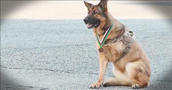 These six dogs have been deemed heroes. And when you see what they did for the humans they love you'll be moved. This is proof, dogs really are man's best friend! 