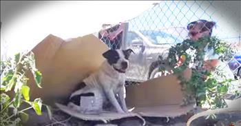 When these wonderful Good Samaritans noticed a homeless dog they tried to catch her and did their best to feed her. But they realized they needed help, so they called Hope For Paws. And seeing them rescue this sweet girl named Mandi made my heart so full. Just look at transformation!