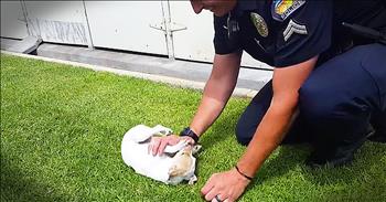 The Tustin Police Department took Bubba into custody when they discovered drugs in the dog's system. Officer Laurich was the original officer to come to Bubba's aid. Today, they are reuniting and it will have your heart going all kinds of crazy!