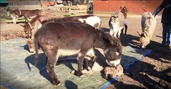 When Bram the donkey arrived at this sanctuary they feared he wouldn't make it. But after lots of love and medical help Bram still wasn't better, so they made the difficult decision to put him down. As heartbroken as the staff was, it was the fellow Donkeys whose grief truly broke my heart. God's creatures have such a powerful capacity to love!
