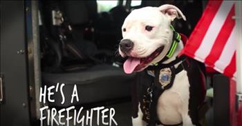 Jake was just a tiny puppy when he was rescued from a burning shed. He was so terribly burned the vet feared he wouldn't make it. But he pulled through and now Jake is fire-fighting-hero himself! You've got to hear this incredible story.