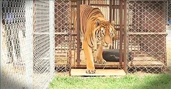 Hoover the tiger spent years in a circus cage in Peru. He was beat with whips and sticks as part of this training. But today, the Animal Defenders International have rescued Hoover and are giving him the life he truly deserves. What an amazing moment!