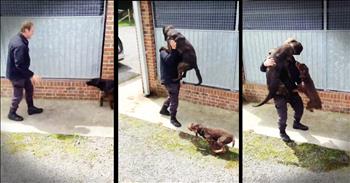 Police officer Marc Richardson was on vacation for two whole weeks. And this officer's K9 partners Dutch and Bailey had the most adorable reaction to him coming back! Oh my gracious they just leapt in his arms and into my heart!