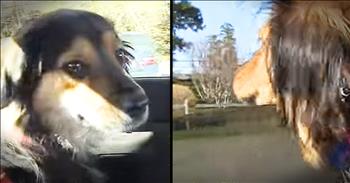 Buddy and Shelby's previous owner left them in horrific conditions. Thankfully, rescuers came in and helped place Buddy and Shelby is happy, healthy homes. It's been a year since they've seen each other and when these 2 dogs reunite it completely warmed my heart!
