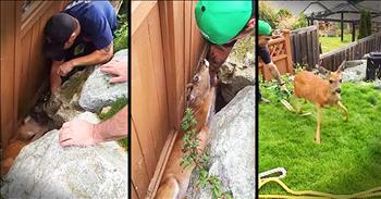 One man and his daughter were doing yard work when they discovered a deer stuck by their fence. They contacted the local fire department and within minutes these heroes arrived to save the deer. I'm so glad they were able to pull of this rescue!