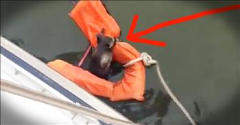 Early in the morning, the crew of this boat heard a terrible yelping noise coming from the water. When they tracked the sound, they found a poor raccoon trying to tread water. They immediately threw a life preserver to the animal and helped tow him to shore. Thank the Lord for these kind people!