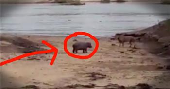 This baby hippo's mother was sick and laying on the ground. And when a predator lion approached, this baby did something incredible. I'm so glad this little hippo stood up and protected his mama. WOW! Aren't God's creatures incredible?