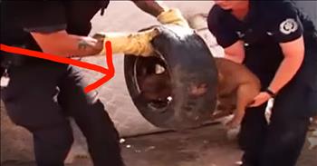 Dog Found With Tire Stuck On Head Gets Beautiful Adoption