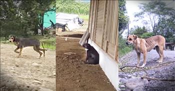 The incredible rescuers at Hope For Paws thought they were on vacation with fellow rescuers in Costa Rica when they got call after call of dogs who needed their help. And seeing this incredible string of rescue after rescue was riveting. God bless these amazing people!