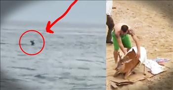 Rob Kurdy and his friends were fishing 6 miles off the shore when they noticed something odd in the water, a buck! They could tell this poor deer was exhausted, but they knew putting him in the boat could be dangerous for the deer and them. And how they rescued him is beyond amazing. God bless these men!