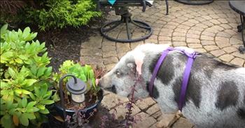Koa was rescued from a farm where he was horribly abused and mistreated. After lots of time in surgery and recovery Koa the pig needed a new home. And when you see the family he got you'll be moved. This rescue pig got the second chance he truly deserved!