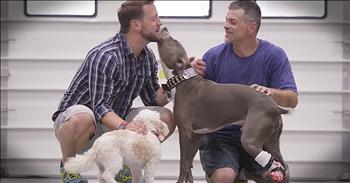 Hudson The Pitbull was found nailed to the railroad tracks. Hudson was in such bad condition when they rescued him that they feared he might not survive. Thankfully, Hudson pulled through but still suffered from an injured leg. But a cutting edge prothetic gave Hudson a whole new life and just look at what he's doing now!