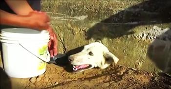 This poor dog got his head stuck in a wall. And seeing the lengths his rescuers went to to get him free is truly inspiring. God bless these kind people!