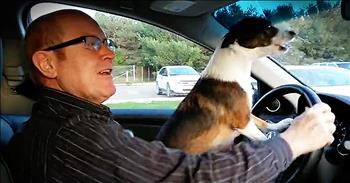 Dog Cannot Contain Excitement At Going To Dog Park