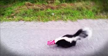When this guy saw a skunk with his head stuck in a can on the side of the road he immediately pulled over to help. He was a bit afraid that the skunk would spray him but he knew he had to help the poor guy. Thankfully this risky rescue had a happy ending!