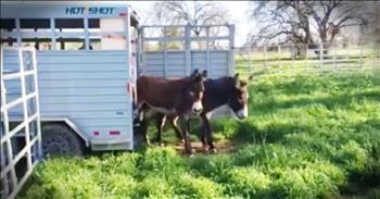 These burros were brought to Montgomery Creek Ranch to spend the rest of their days running free. But these beautiful animals had never seen grass before. So the ranch decided to introduce them gradually and seeing their first reaction is truly breath-taking. Their joy by the end made my heart so happy!
