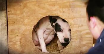 When rescuers found this pregnant dog and saved her from a fighting ring she was just about to give birth. Thankfully, they showed up just in time for this mom-to-be. And seeing this momma's second chance at life and happiness with her puppies is too sweet to miss.