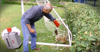 This feisty fox got himself stuck in a soccer net but refused to stop fighting. Thankfully these homeowners called Wildlife Aid to rescue this little fox. And after his tense rescue I'm glad to know he'll be okay!