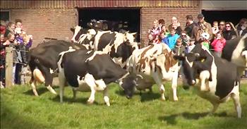 The poor cows have been locked up indoors for over 6 months. Today, they're finally getting to see grass again and their beautiful reactions will move you to tears. So amazing!
