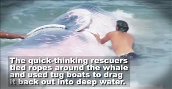 When this massive whale washed up on the beach in Chile he was going to die. But these quick-thinking Good Samaritans rushed to help get the whale back out to sea. They tied a rope around him and used a boat to pull him back into the ocean. God bless these hero strangers who saved this beautiful whale. 
