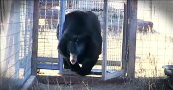 Lily The Bear has lived in a small cage at a roadside zoo for 10 years. Thankfully, PETA was able to convince the owners to allow Lily to spend the remainder of her days in a sanctuary as Lily was terribly overweight from a lack of exercise. Just wait until you see Lily take her first steps of freedom!