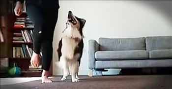 Talented Dog Learns To Irish Step Dance