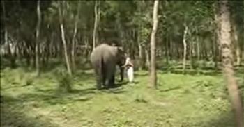 Sweet elephant Laksmipriya has a best friend and it's a woman named Hrimati. When Hrimati got a chance to come and visit her elephant friend she began to call out her name. And when you see this joyful animal coming through the trees, you'll be amazed. What a beautiful reunion! 