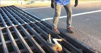 This poor kangaroo became terribly stuck in a road grate in Australia. This poor thing was not getting out on his own but thankfully a kind stranger came along just in the nick of time. And seeing this rescued kangaroo hop off made my heart so full of joy. God bless this brave rescuer!