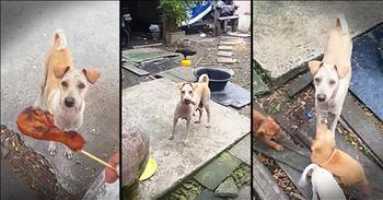 This sweet dog was visibly hungry, but was not instantly eating the food given to her.  This kind man follows her to find out why she wasn't eating and witnesses a touching gesture of motherly love.